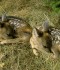 Caccia e Fauna: Arezzo, “Non sono abbandonato, lasciatemi nel bosco”